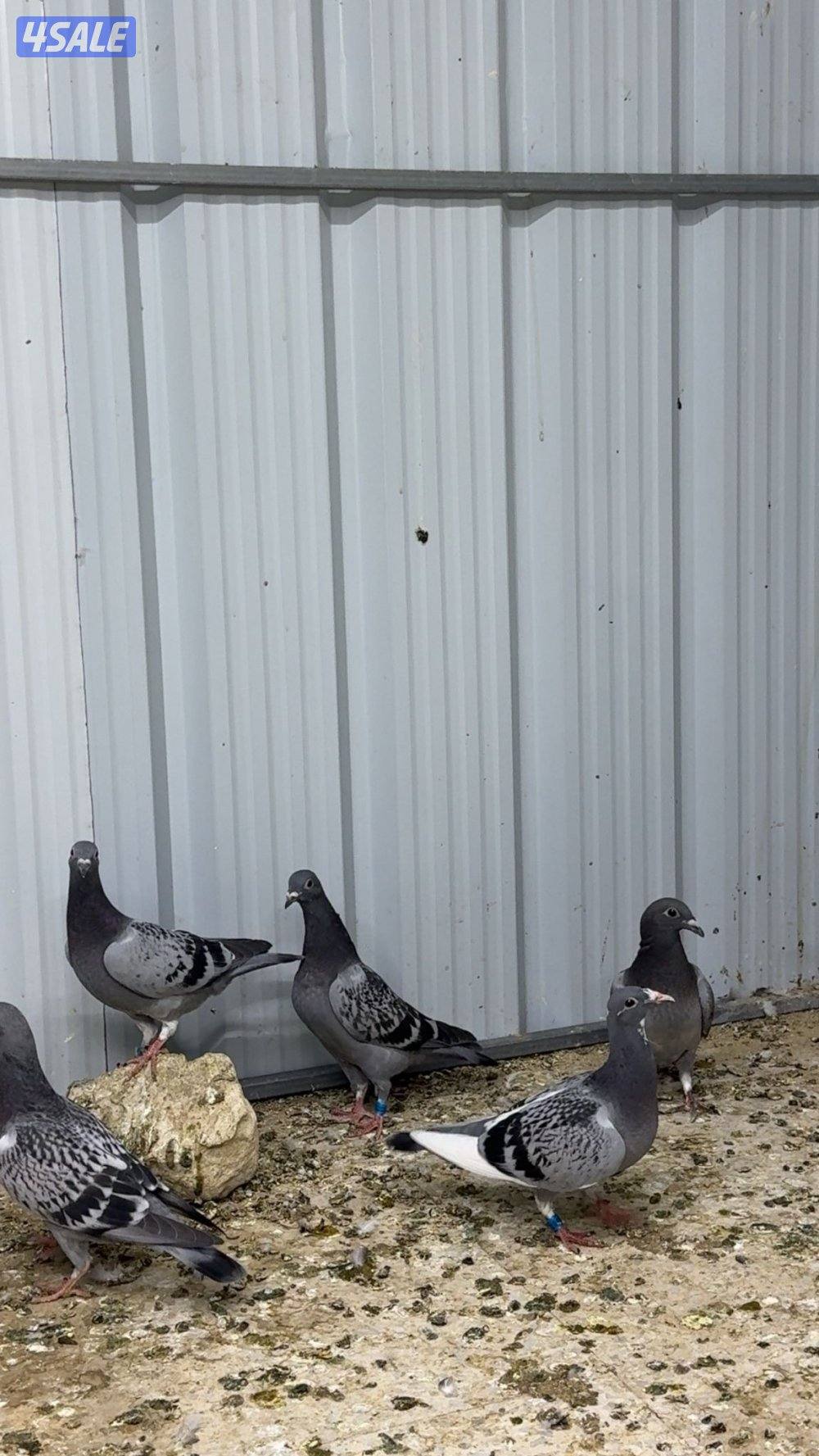 طبات زاجل سباق1