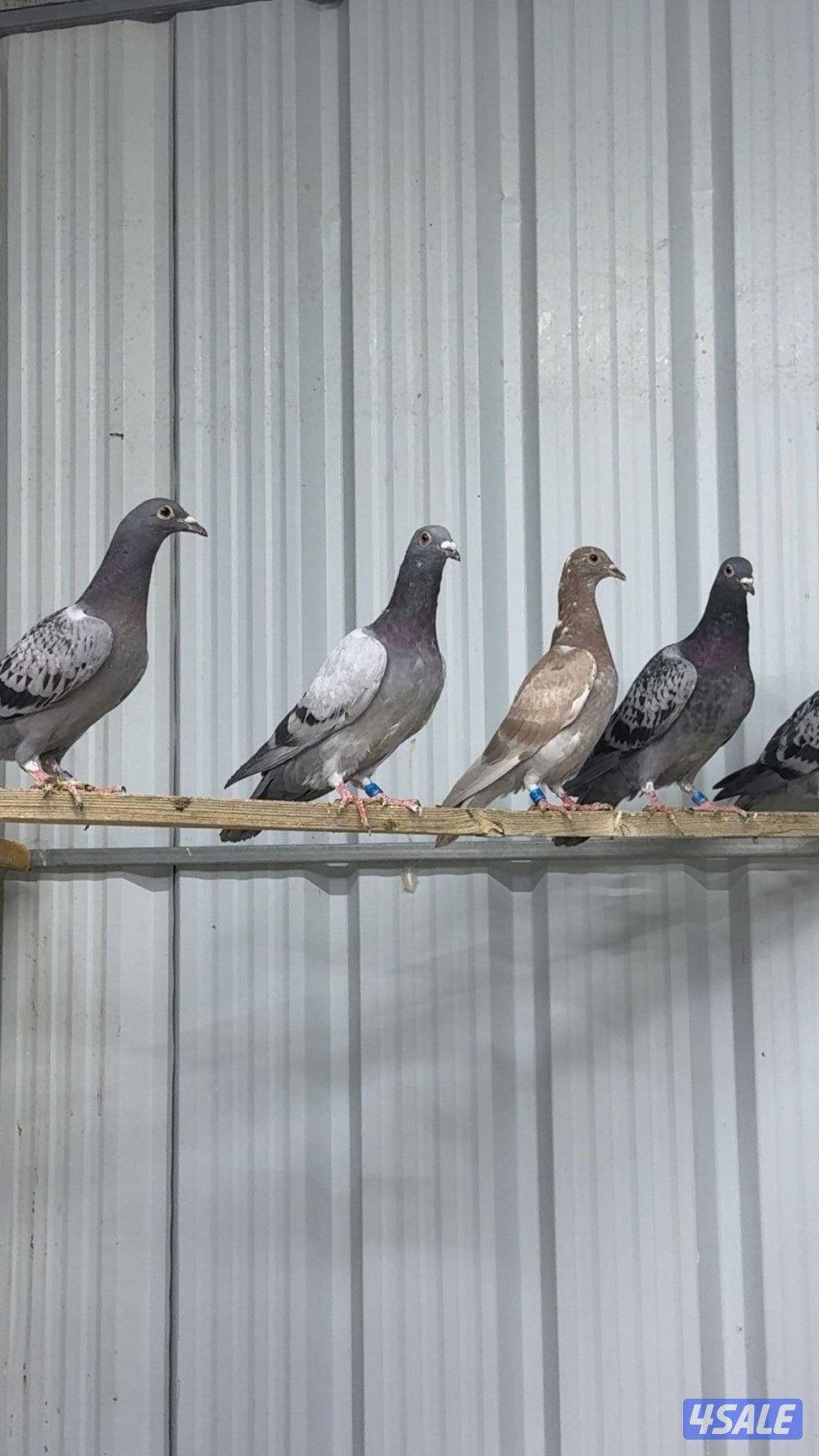 طبات زاجل سباق2