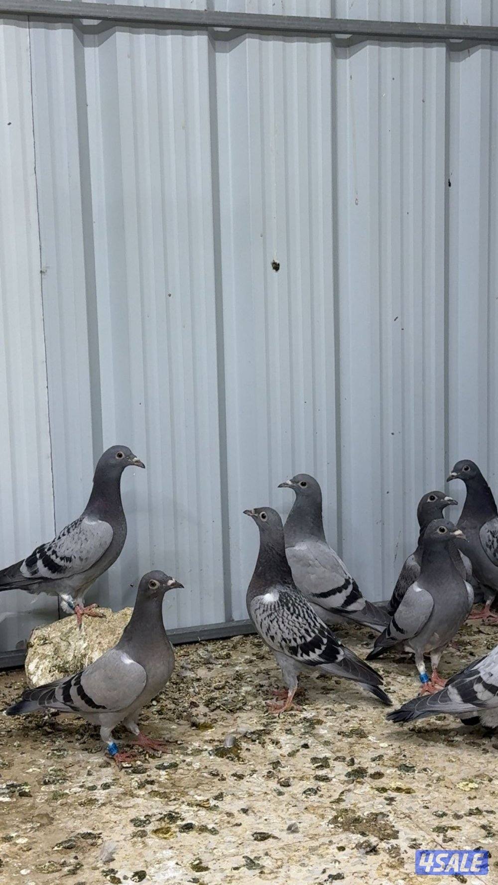 طبات زاجل سباق3