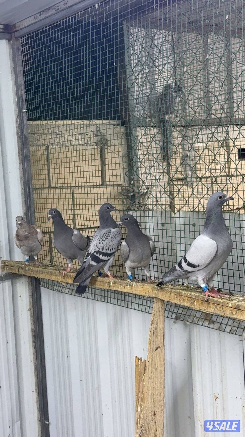 طبات زاجل سباق4