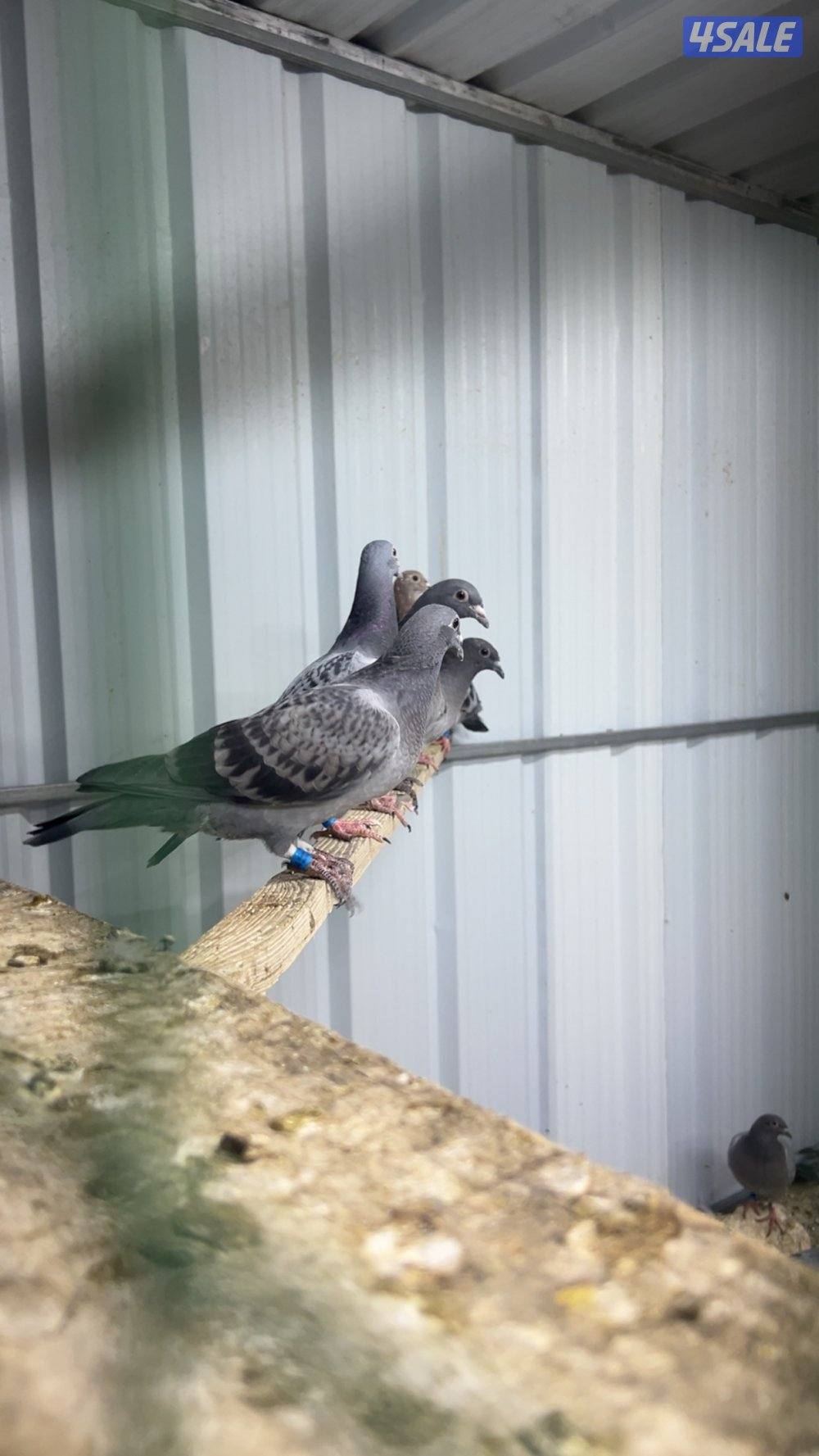 طبات زاجل سباق5