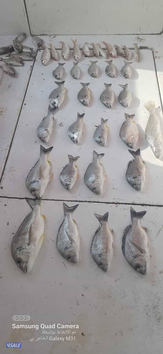 للإيجار رحلات حداق وتوصيل فيلكا6