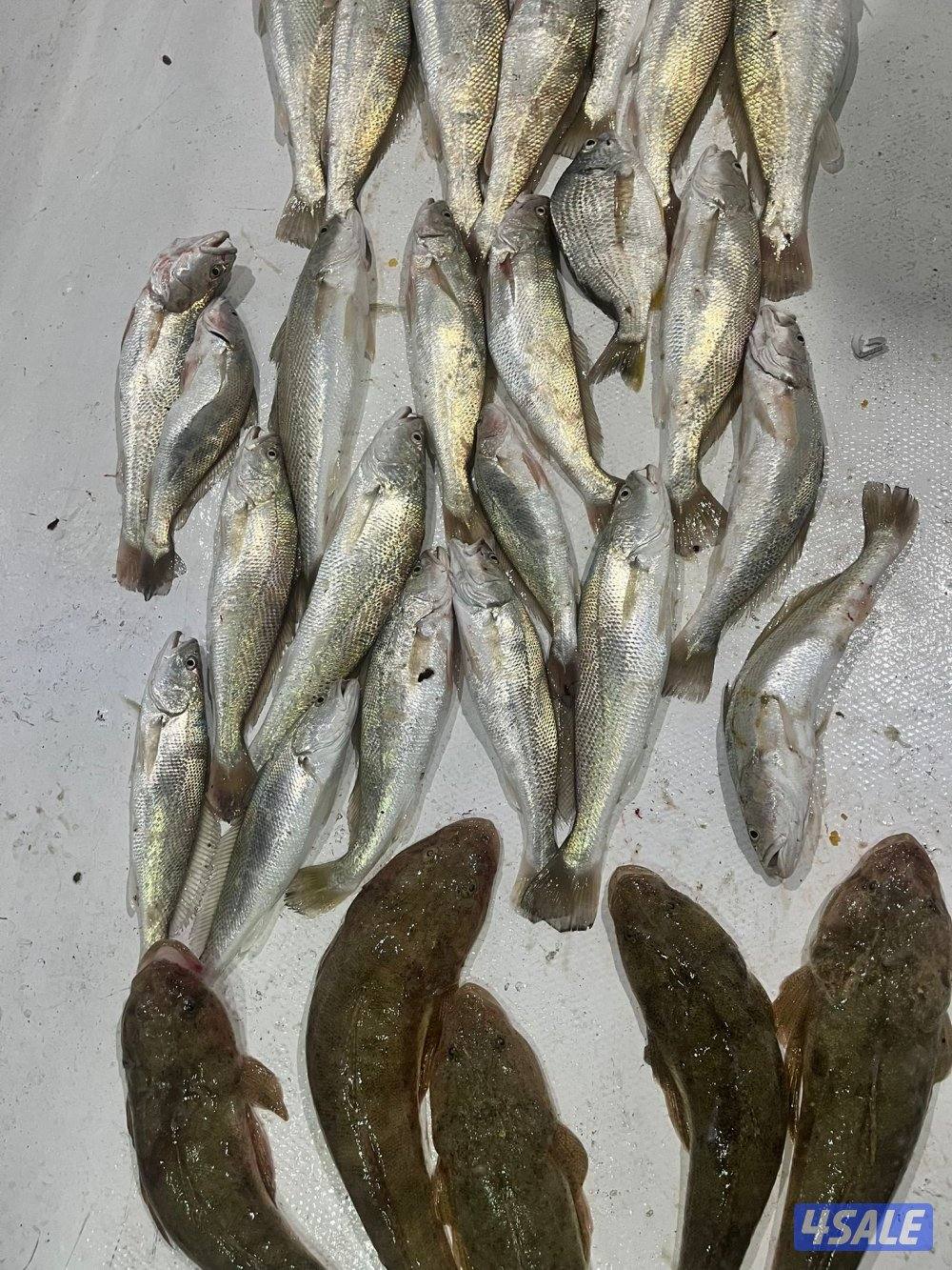 للإيجار رحلات حداق وتوصيل فيلكا7