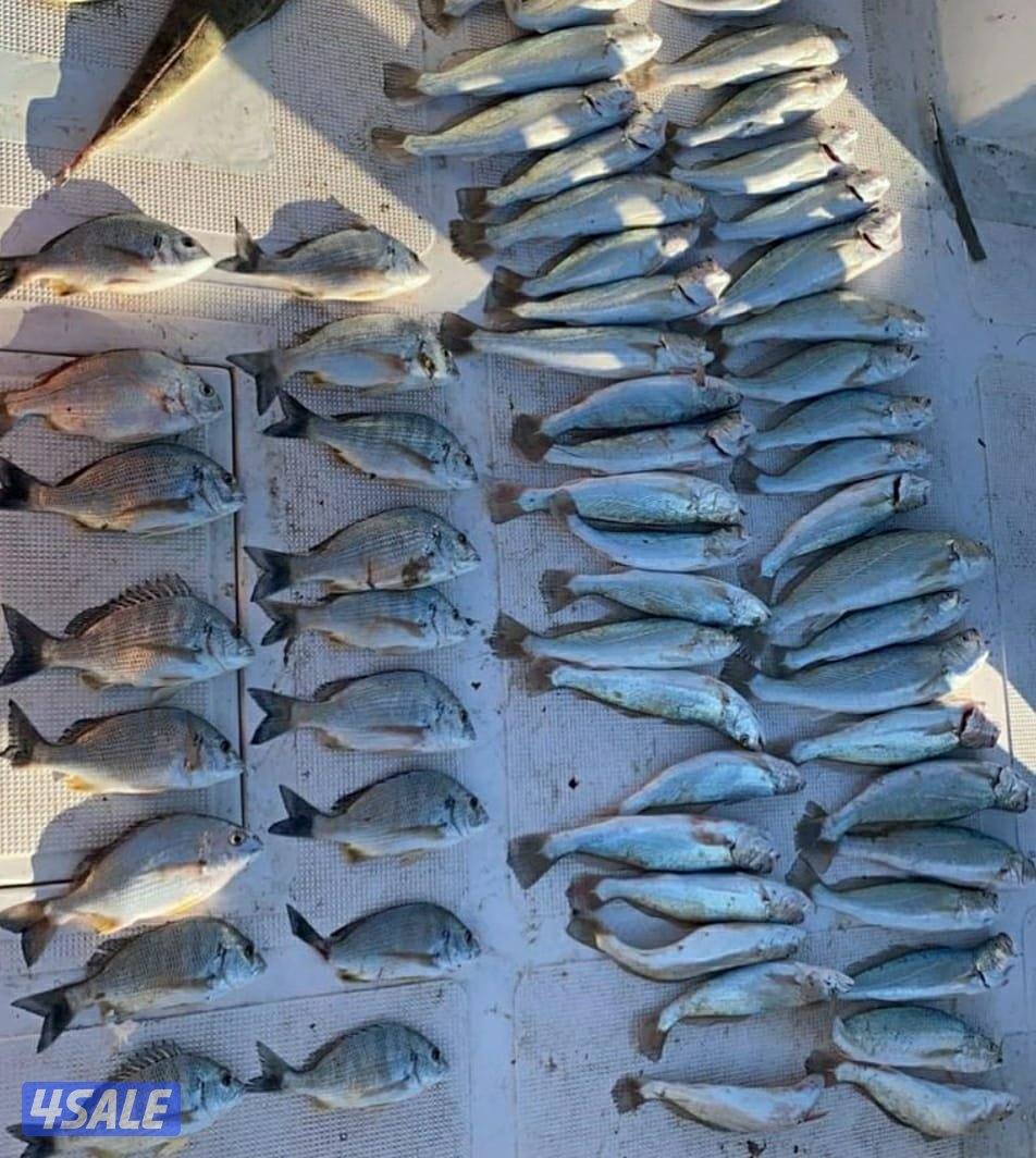 للإيجار رحلات حداق وتوصيل فيلكا8