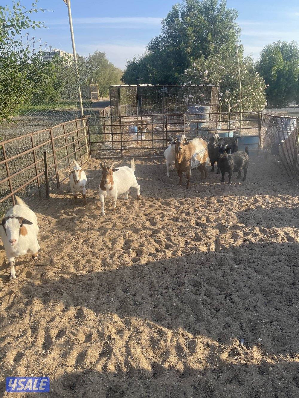 للبيع ماعز شيكي0