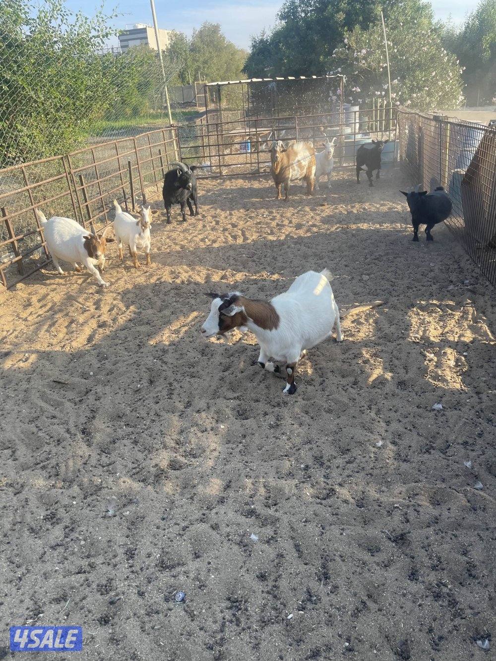 للبيع ماعز شيكي1