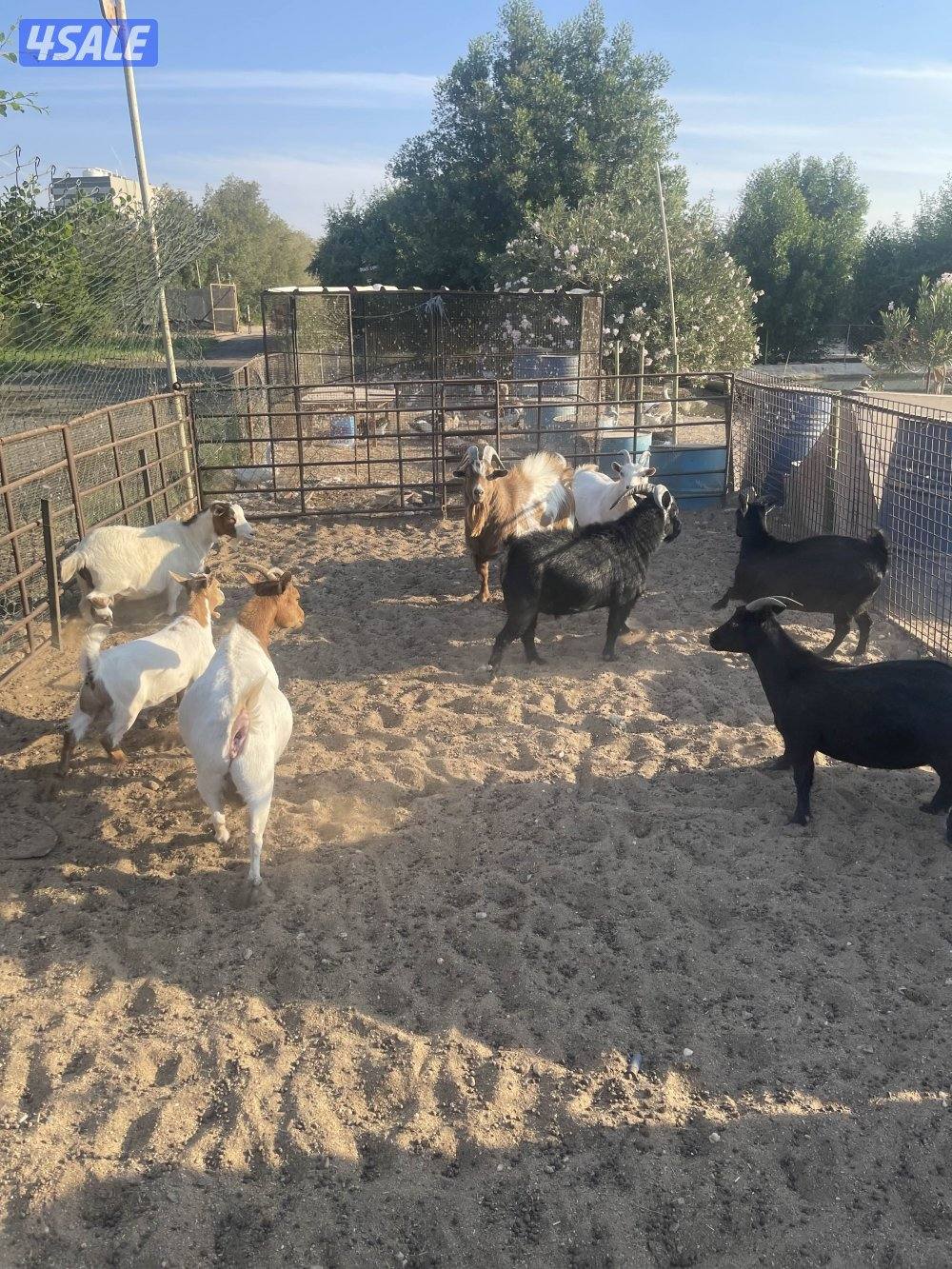 للبيع ماعز شيكي2