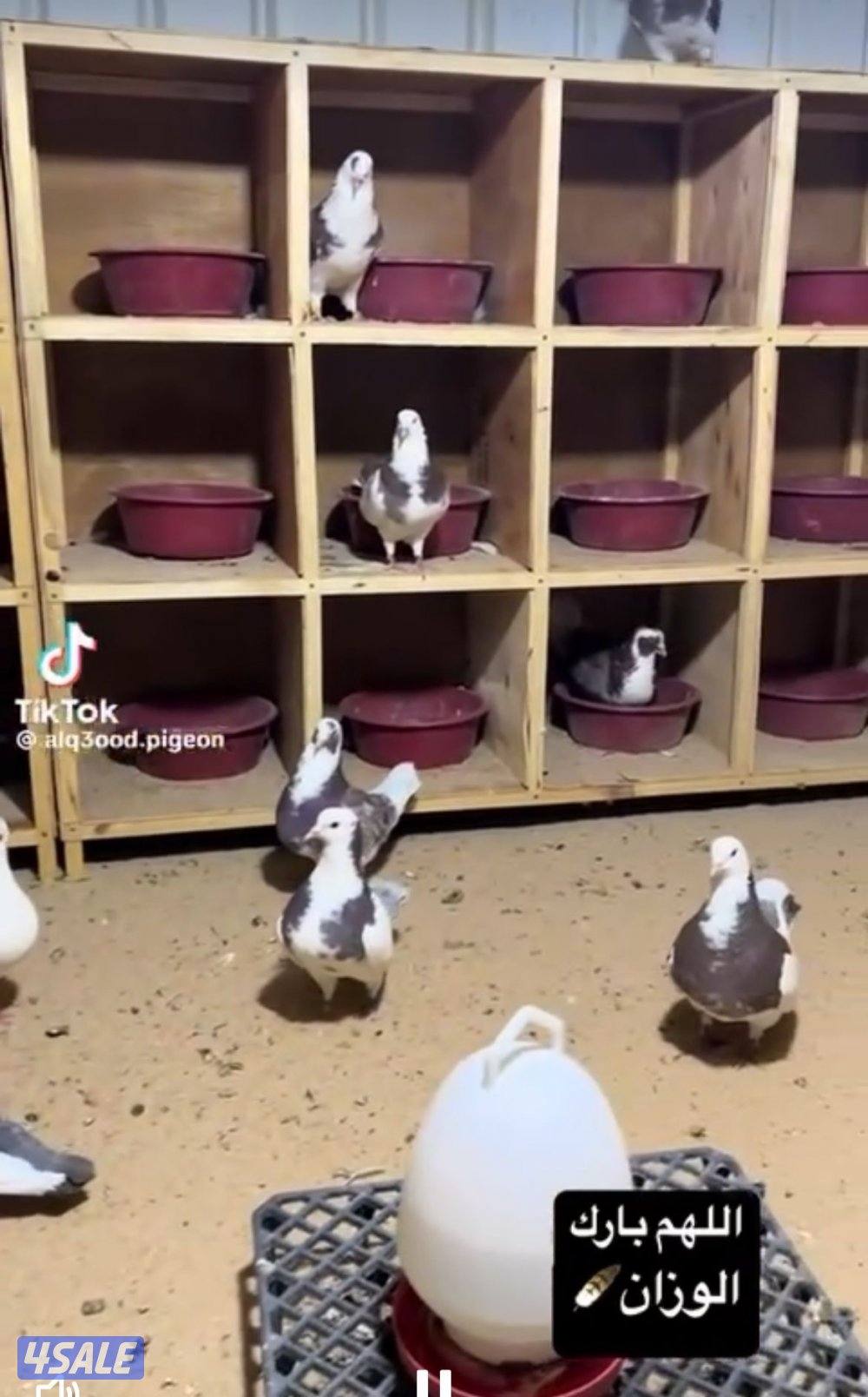 بيع وتفصال خانات وارفف وحظانات للحمام والدجاج شي مرتب وخشب قوي7
