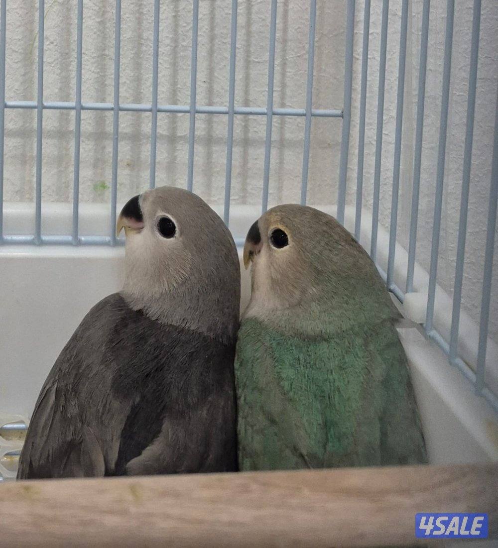 🔥 فروخ لوفبيرد ربوه قاطع عس ب20 🔥5