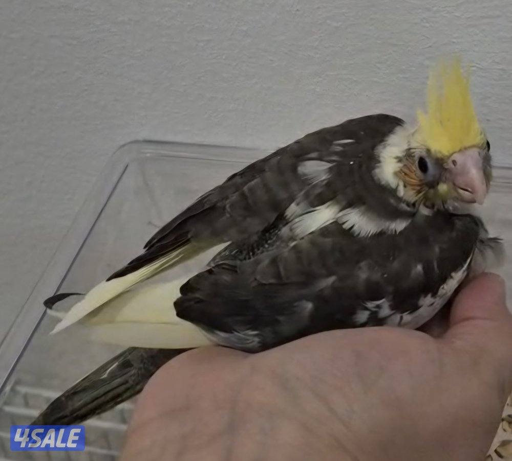 🔥 فروخ لوفبيرد ربوه قاطع عس ب20 🔥3