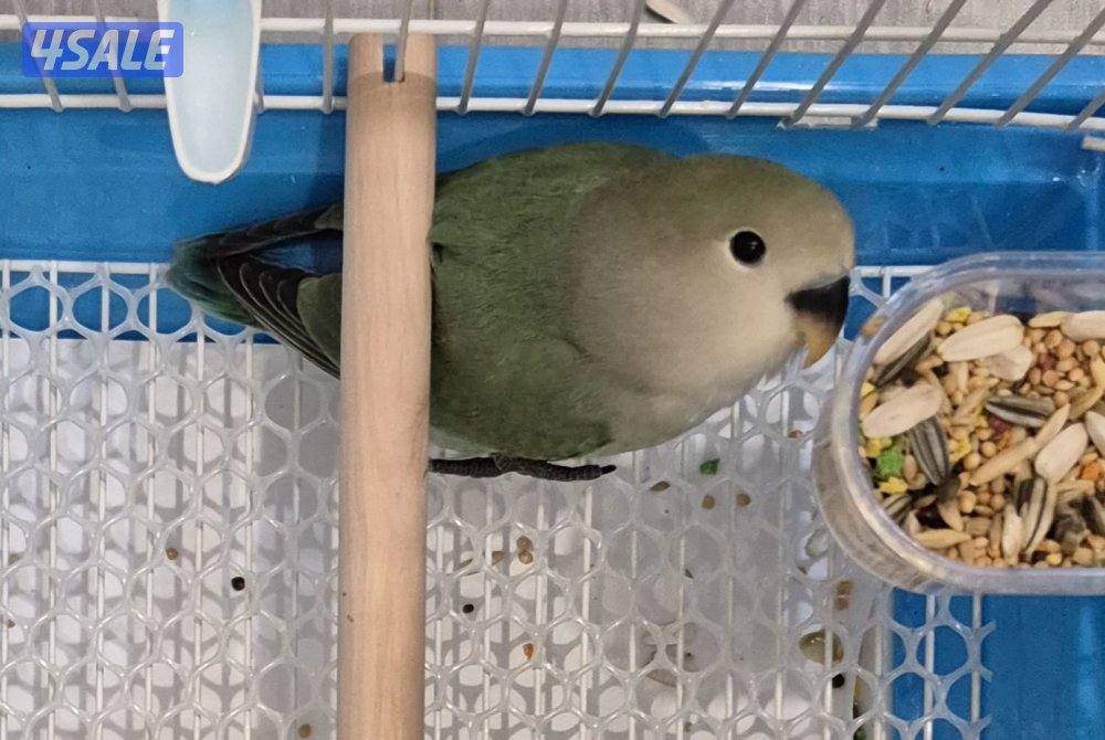 🔥 فروخ لوفبيرد ربوه قاطع عس ب20 🔥4