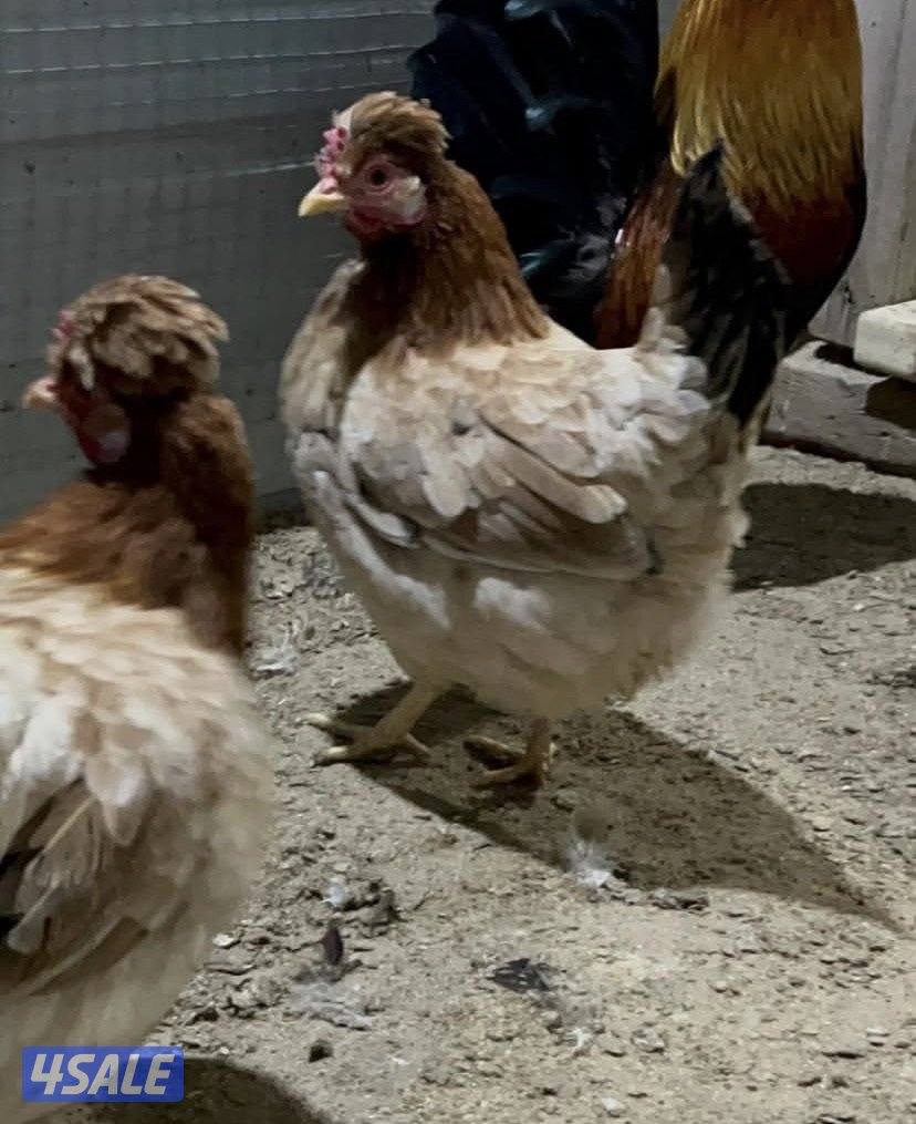 للبيع مجاميع دجاج عربي وللبيع فقاسه2