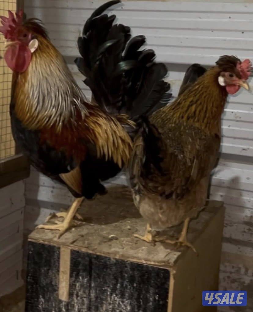 للبيع مجاميع دجاج عربي وللبيع فقاسه3