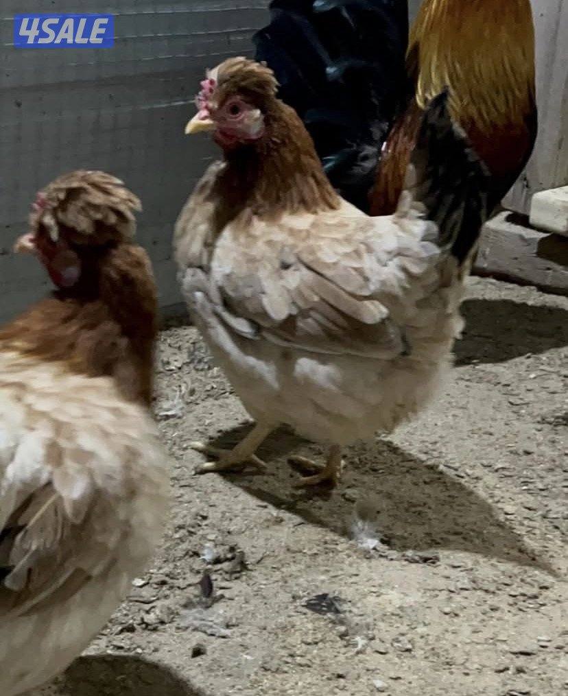 للبيع فقاسه3