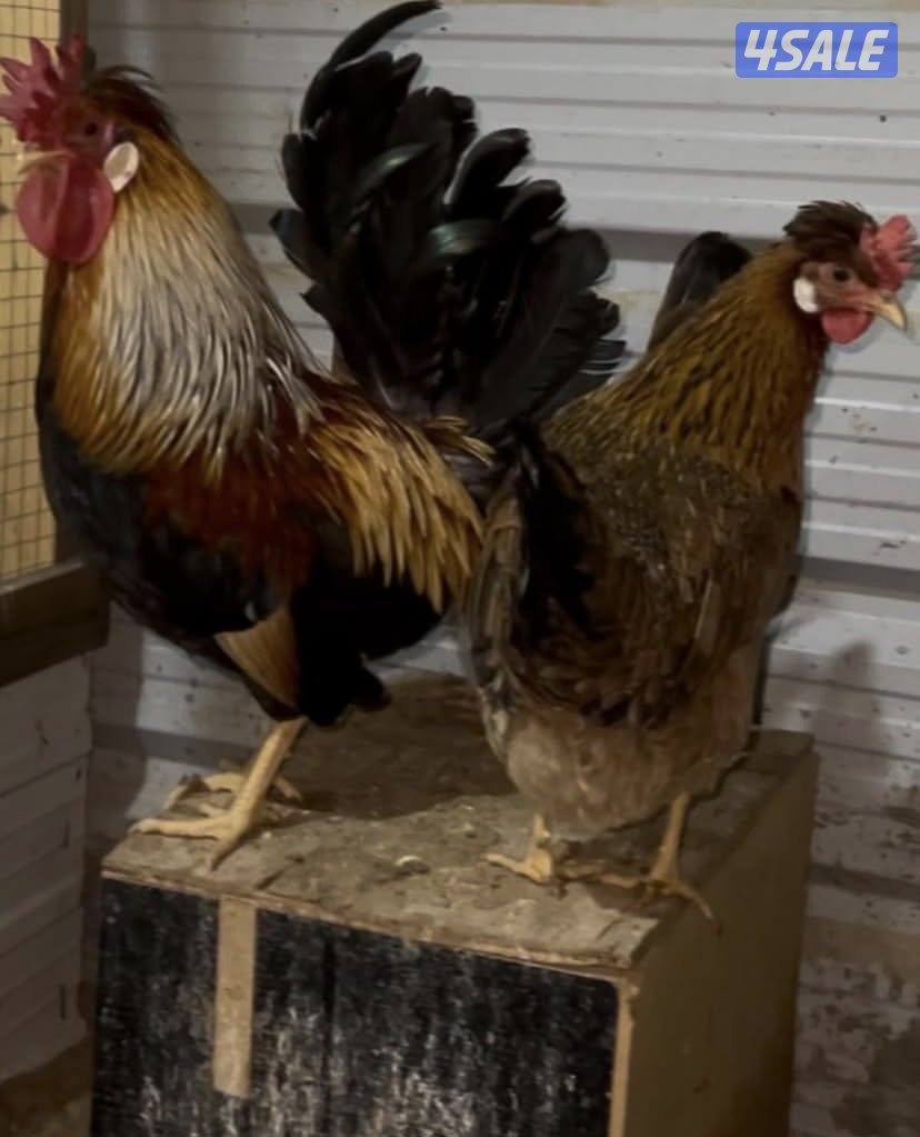 للبيع فقاسه2