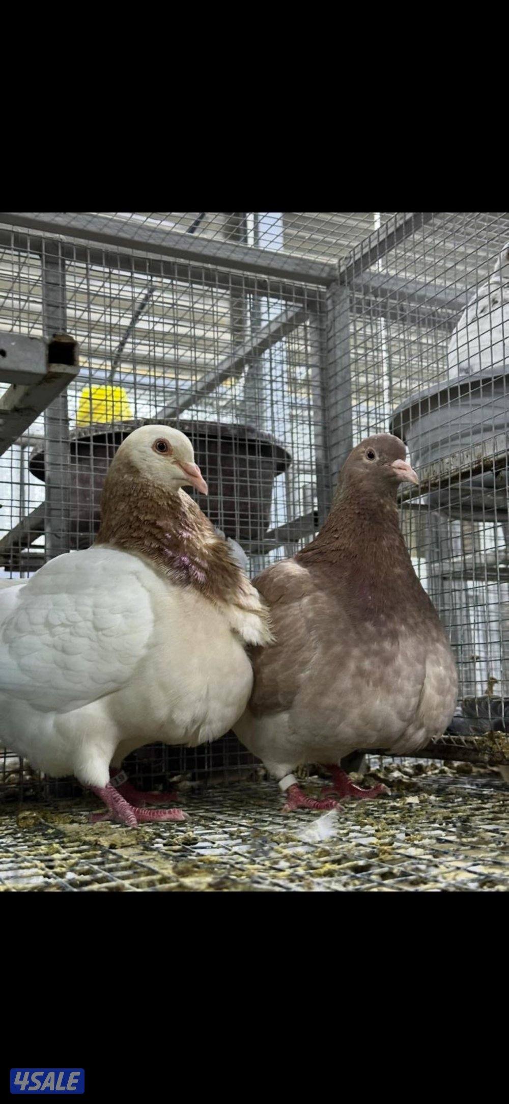 للبيع طبات حمام تاكسن الاهل مباشر محجل خوارج دم صافي0