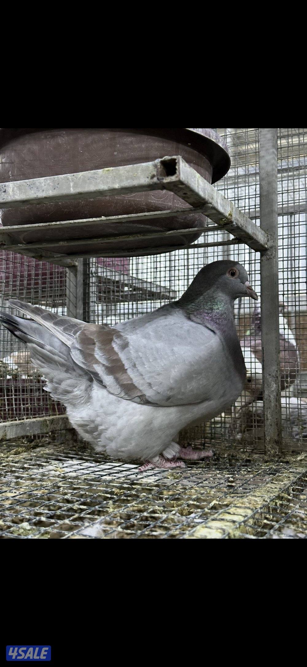 للبيع طبات حمام تاكسن الاهل مباشر محجل خوارج دم صافي3