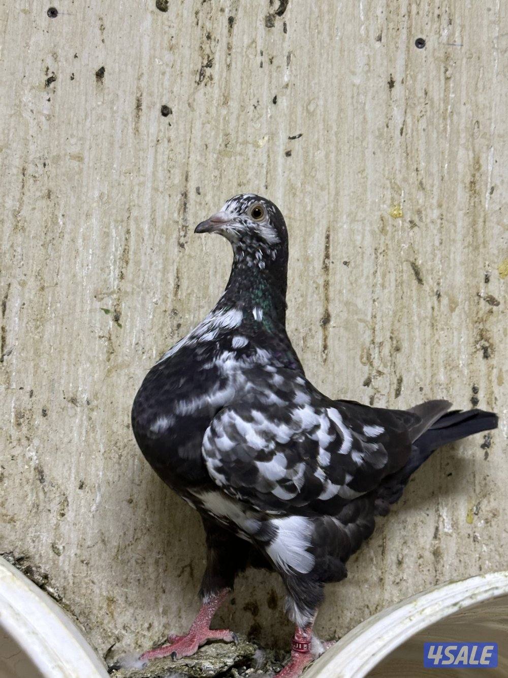 للبيع طبات حمام تاكسن الاهل مباشر محجل خوارج دم صافي4