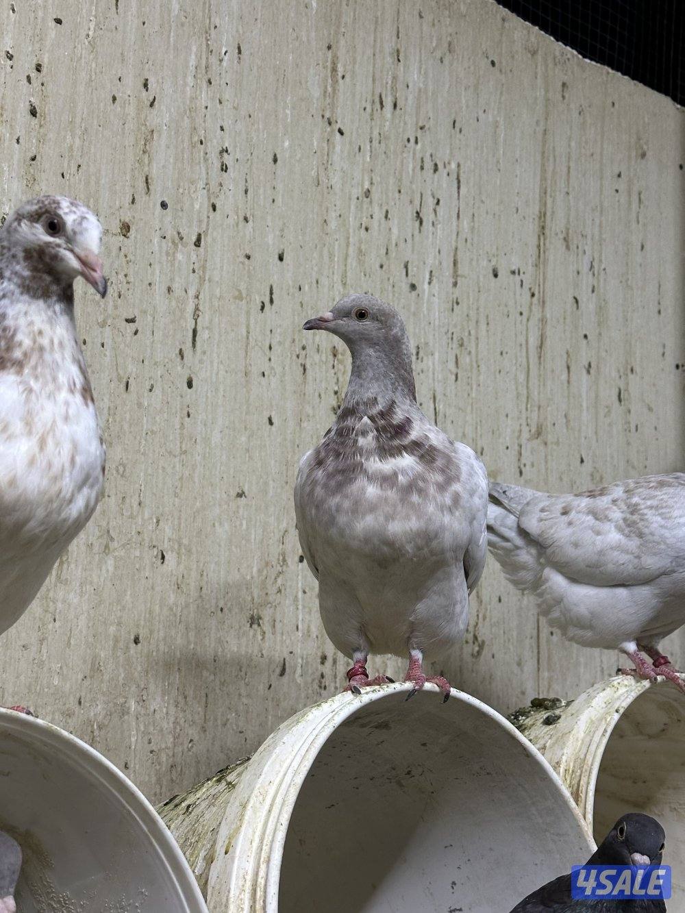 للبيع طبات حمام تاكسن الاهل مباشر محجل خوارج دم صافي5