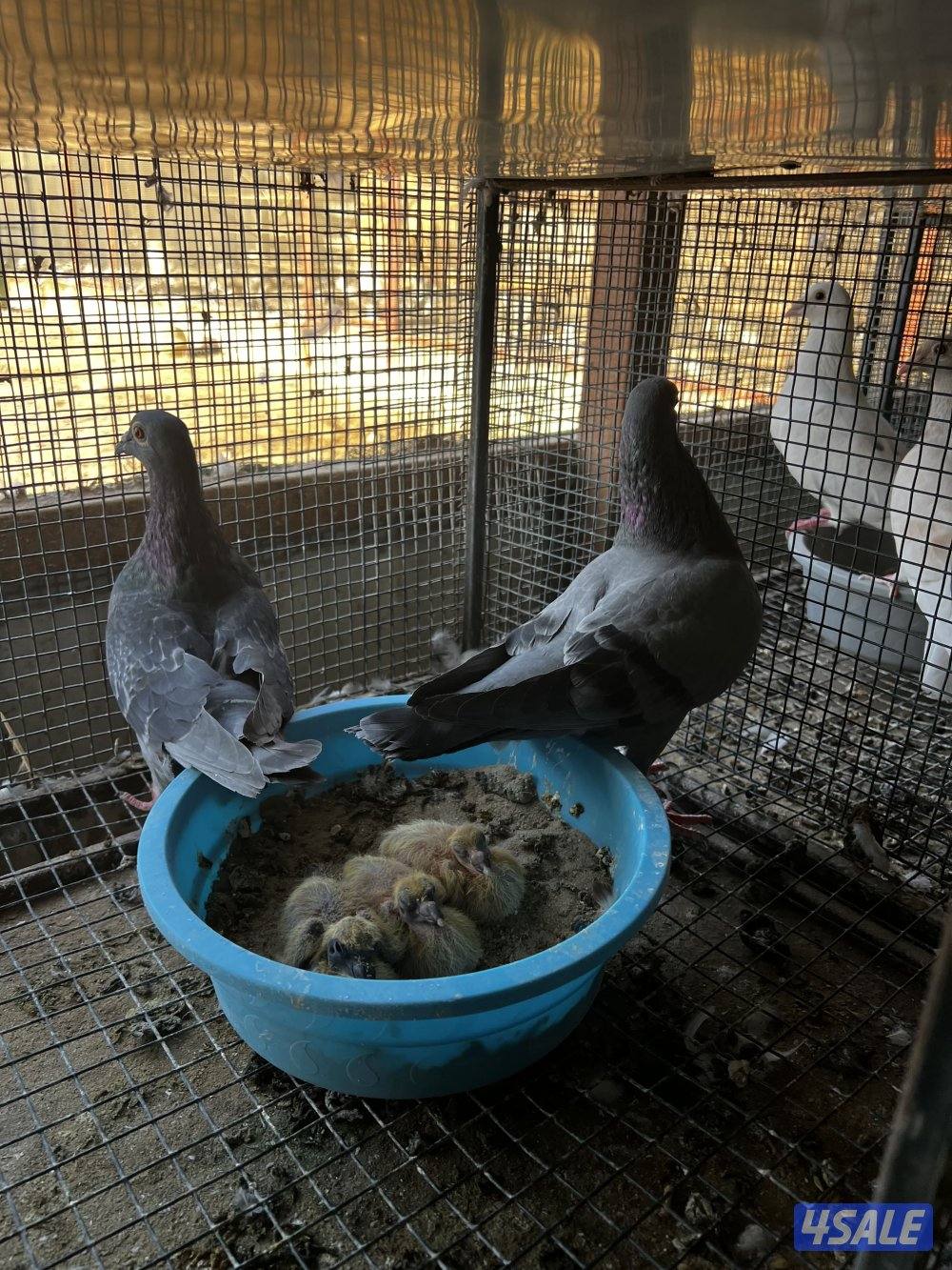 مزارع الوفره4