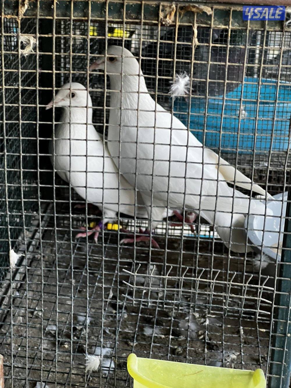 مزارع الوفره5