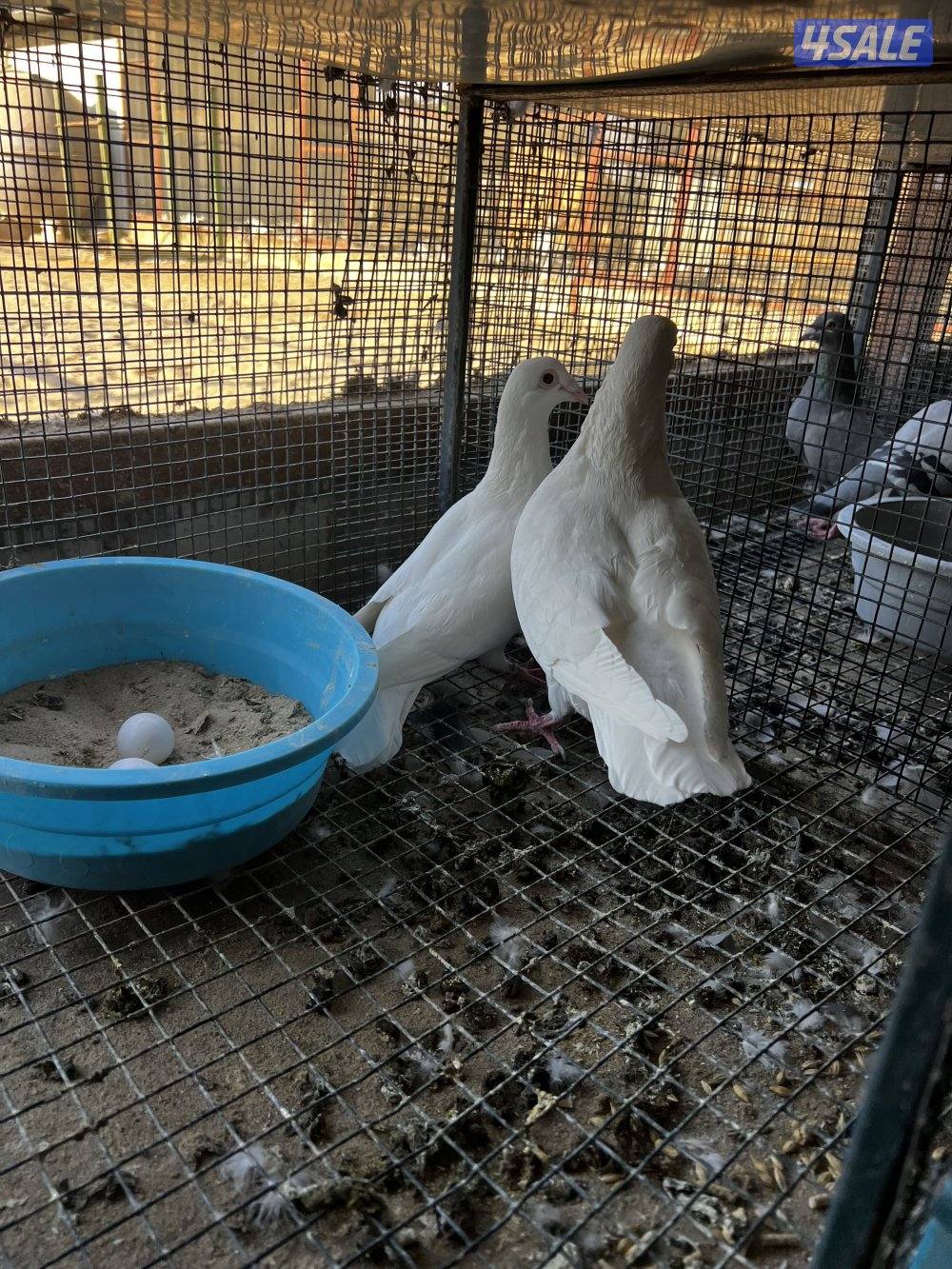 مزارع الوفره6