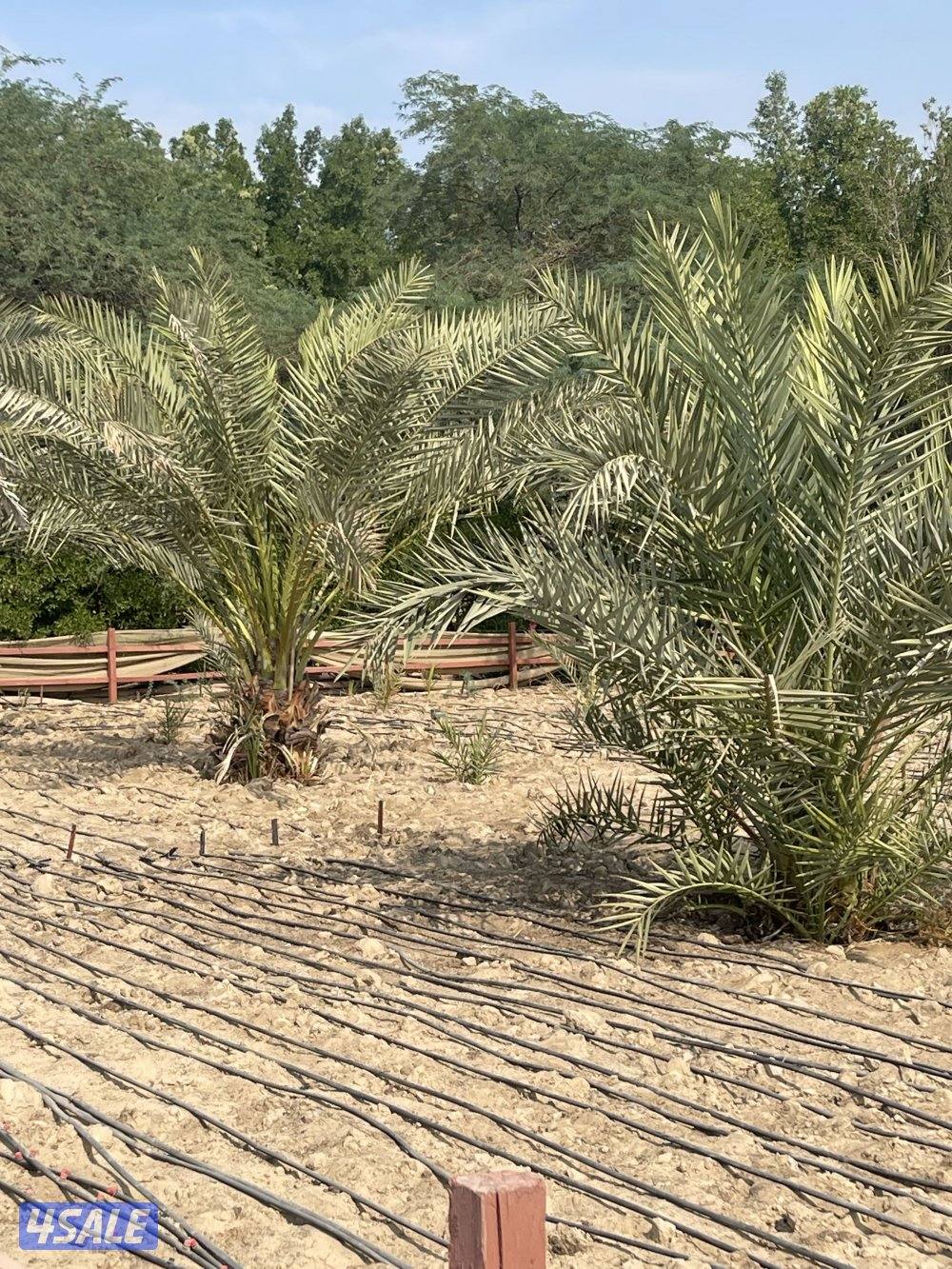 للبيع نخيل2