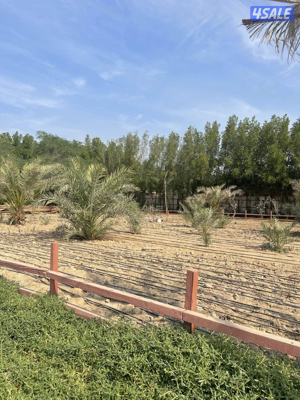 للبيع نخيل3