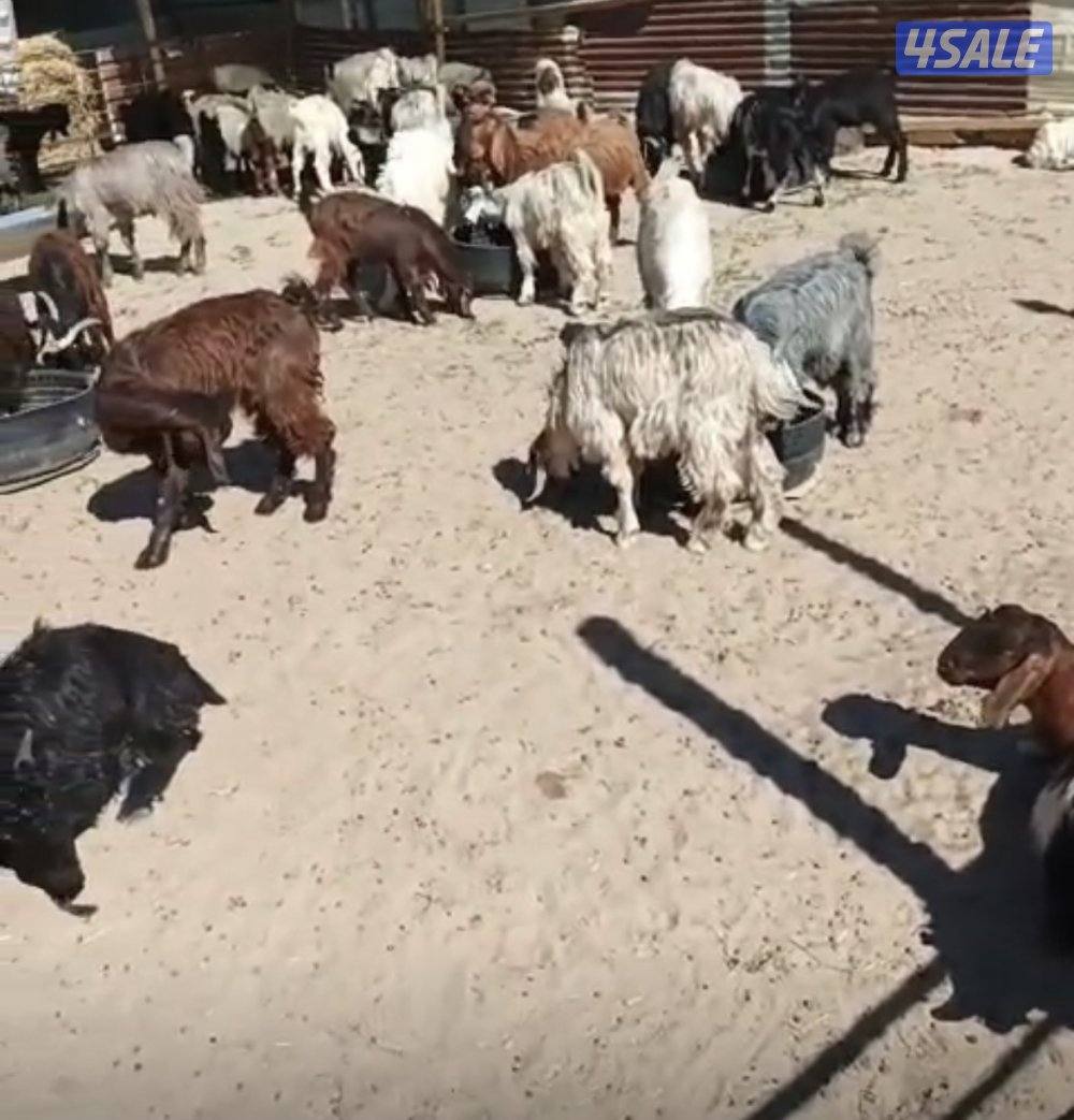 للبيع تيوس ومنادي (ذبايح) جمله ومفرد0