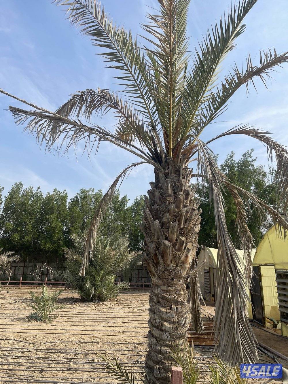 للبيع أغراض مزرعة1