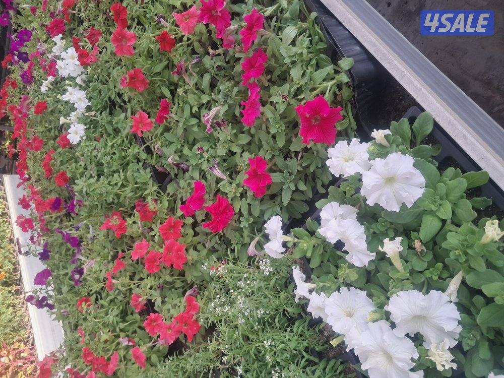 تنسيق االحدايق وتركيب الثيل الصناعي والطبيعي وزراعه الورود6