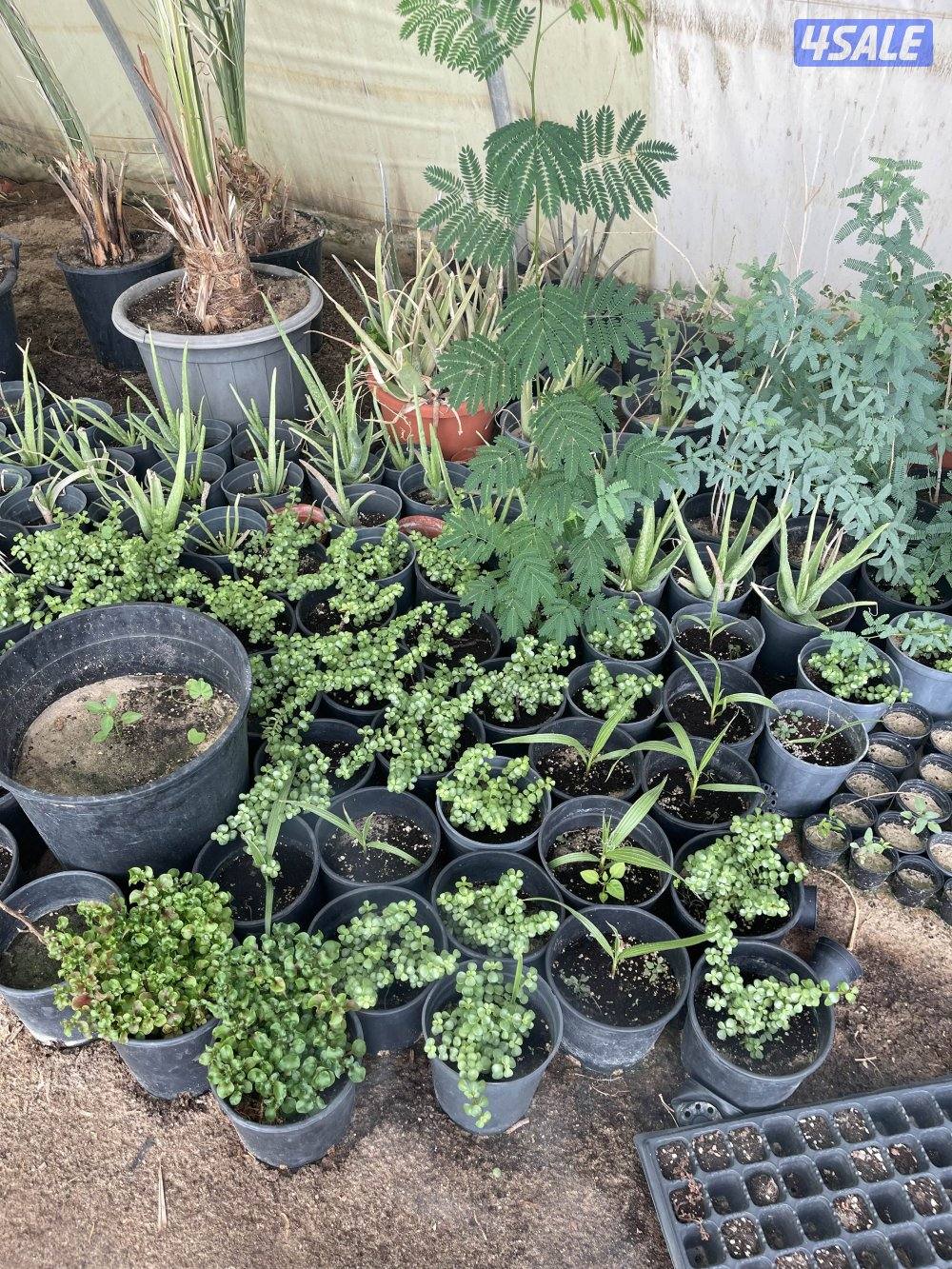 للبيع أغراض مزرعة4