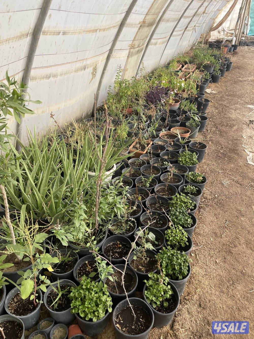 للبيع أغراض مزرعة5