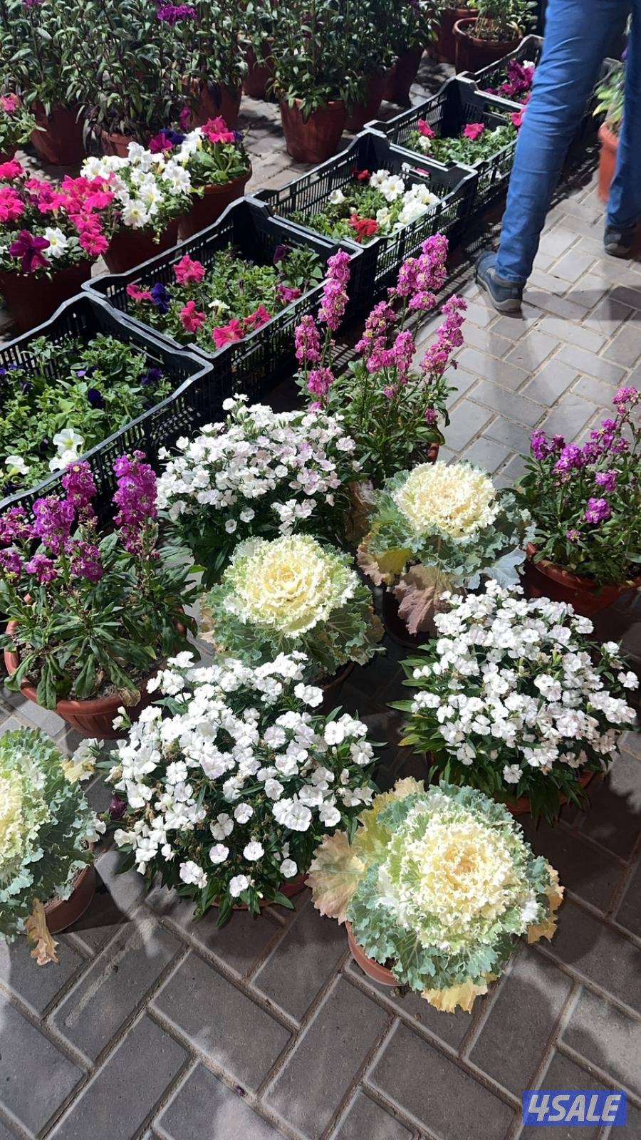 تنسيق االحدايق وتركيب الثيل الصناعي والطبيعي وزراعه الورود15