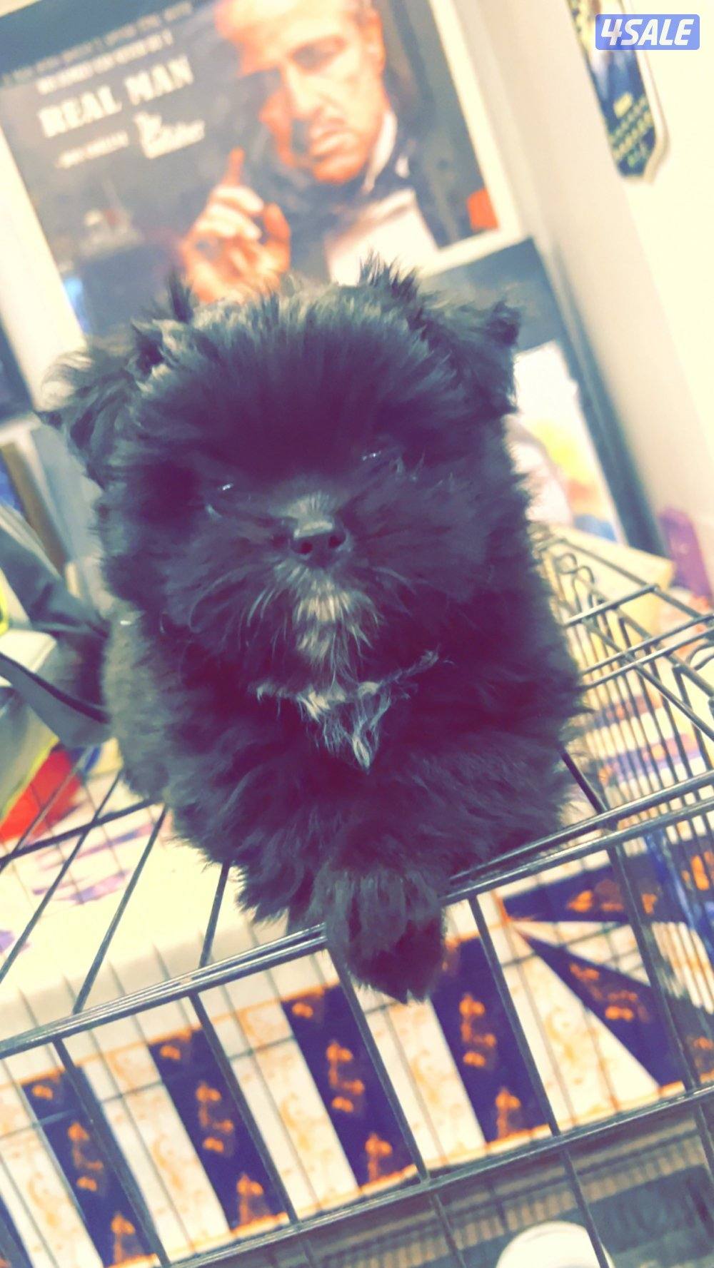 للبيع كلب مكس برومينيان و مالتيز نثيه   العمر شهرين ونص يوم0