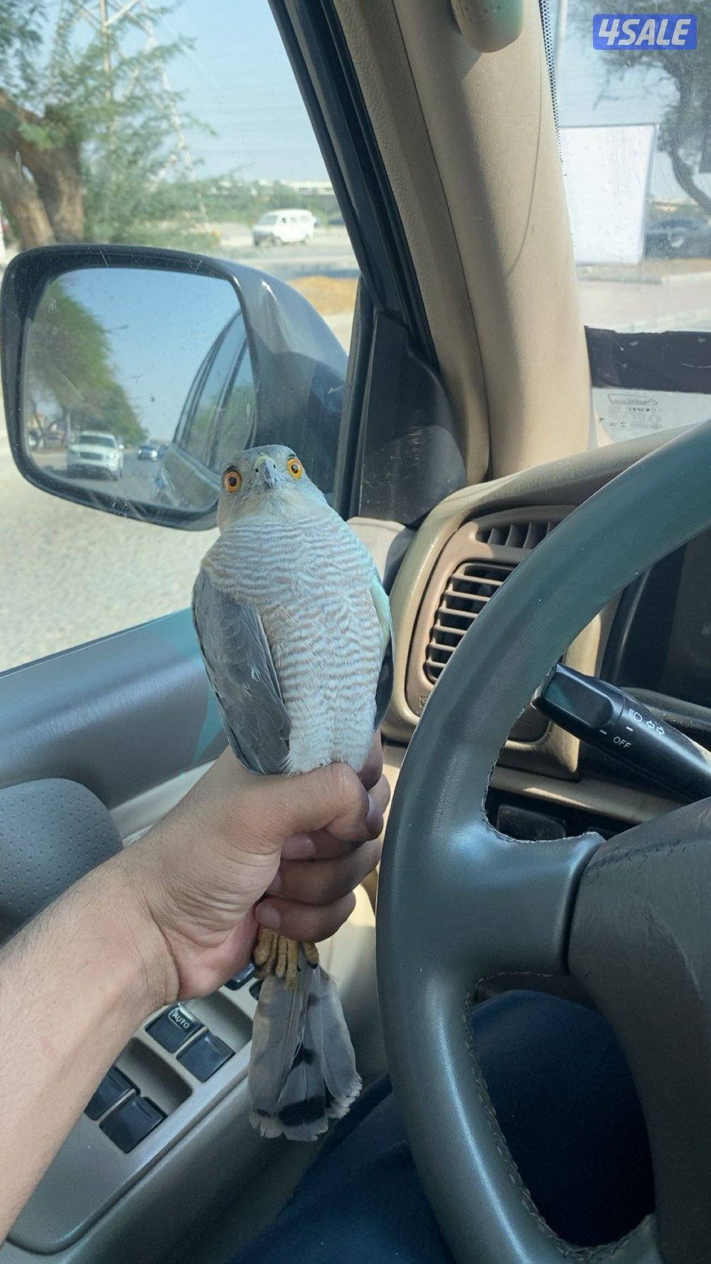 للبيع طيور0