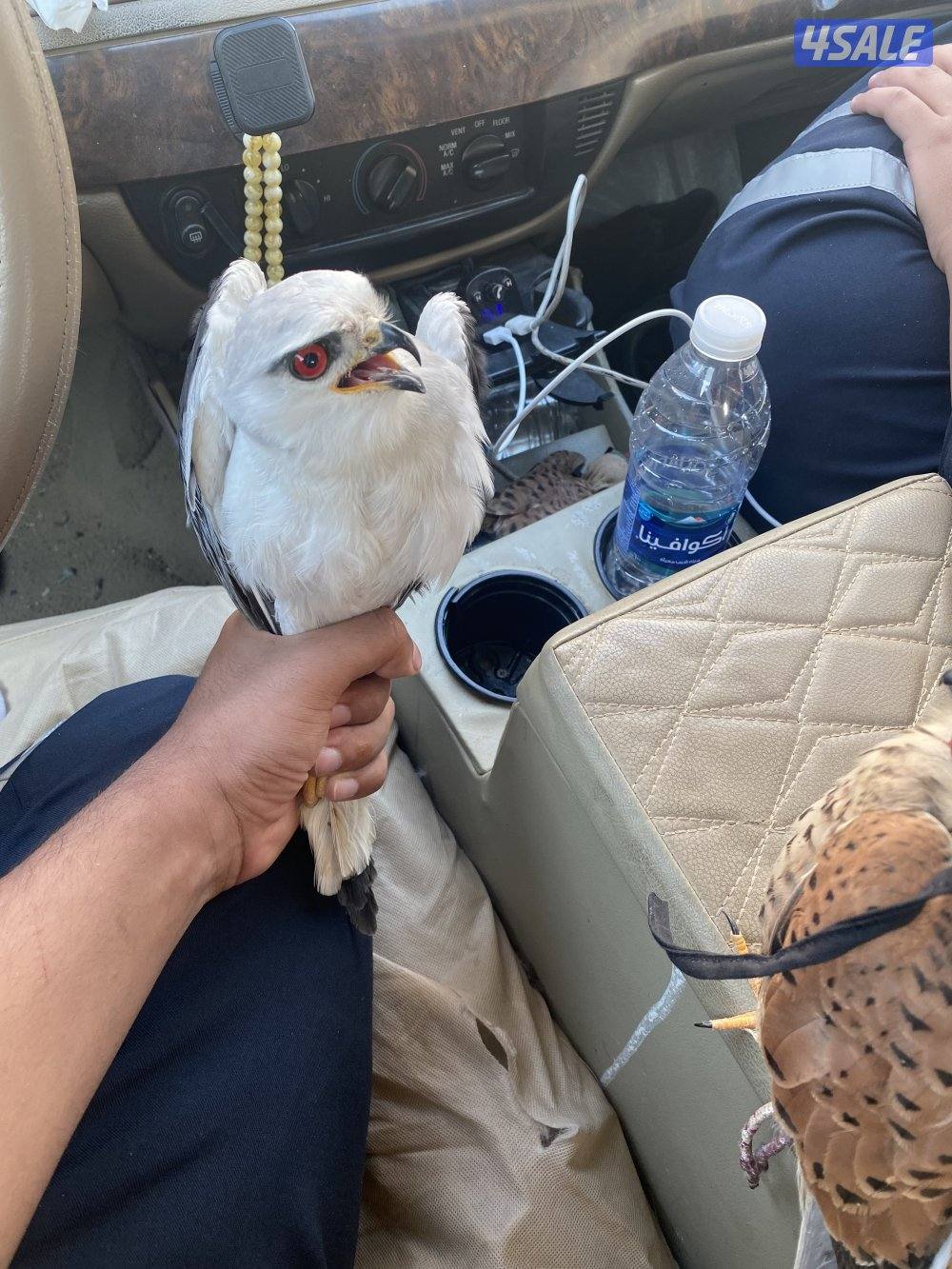 للبيع طيور1