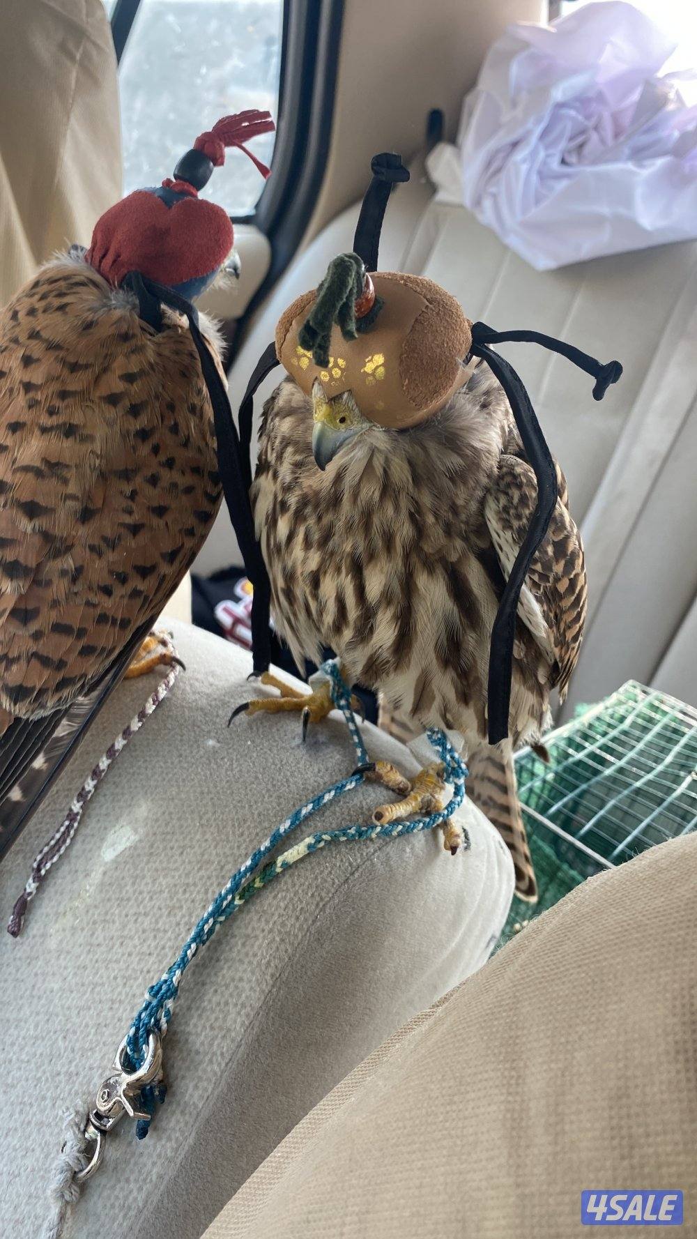 للبيع طيور2