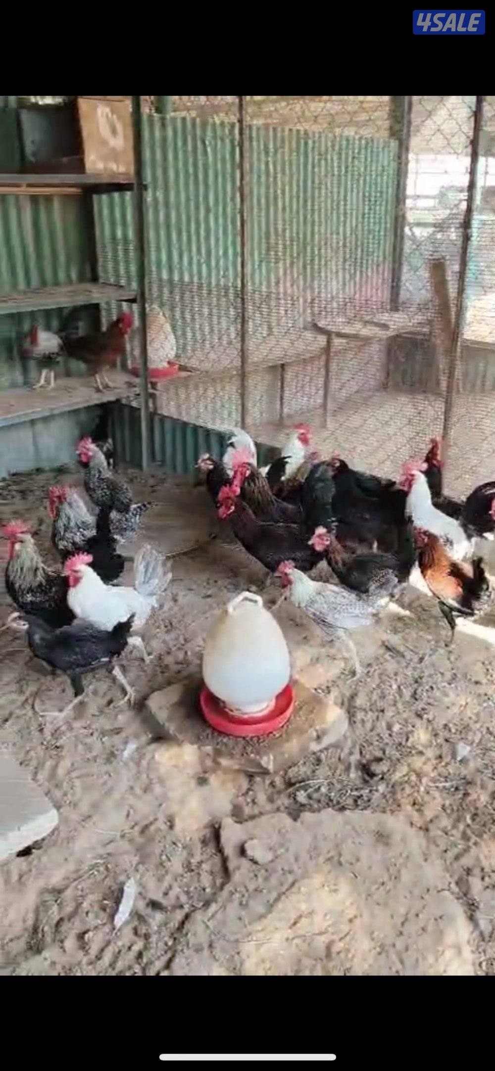 للبيع دياجه جمله0