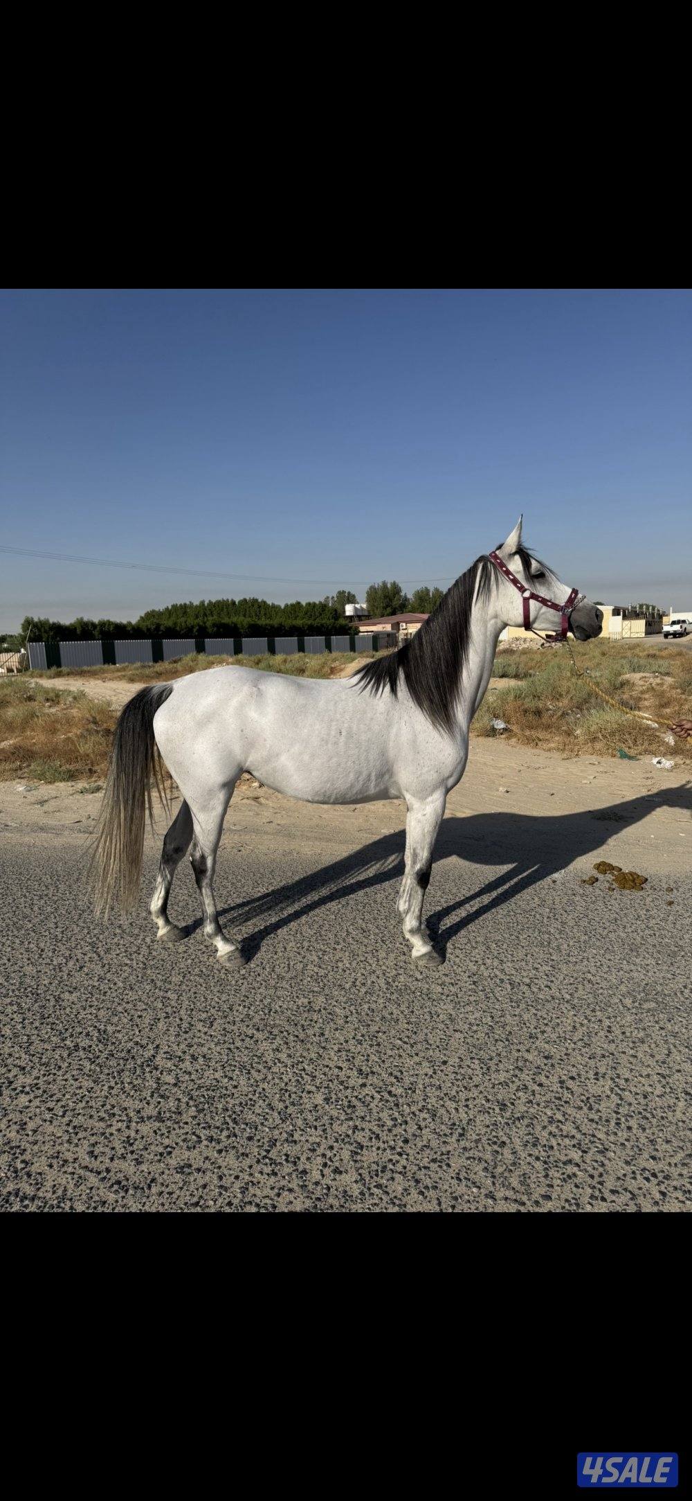 فرس فرنسية1