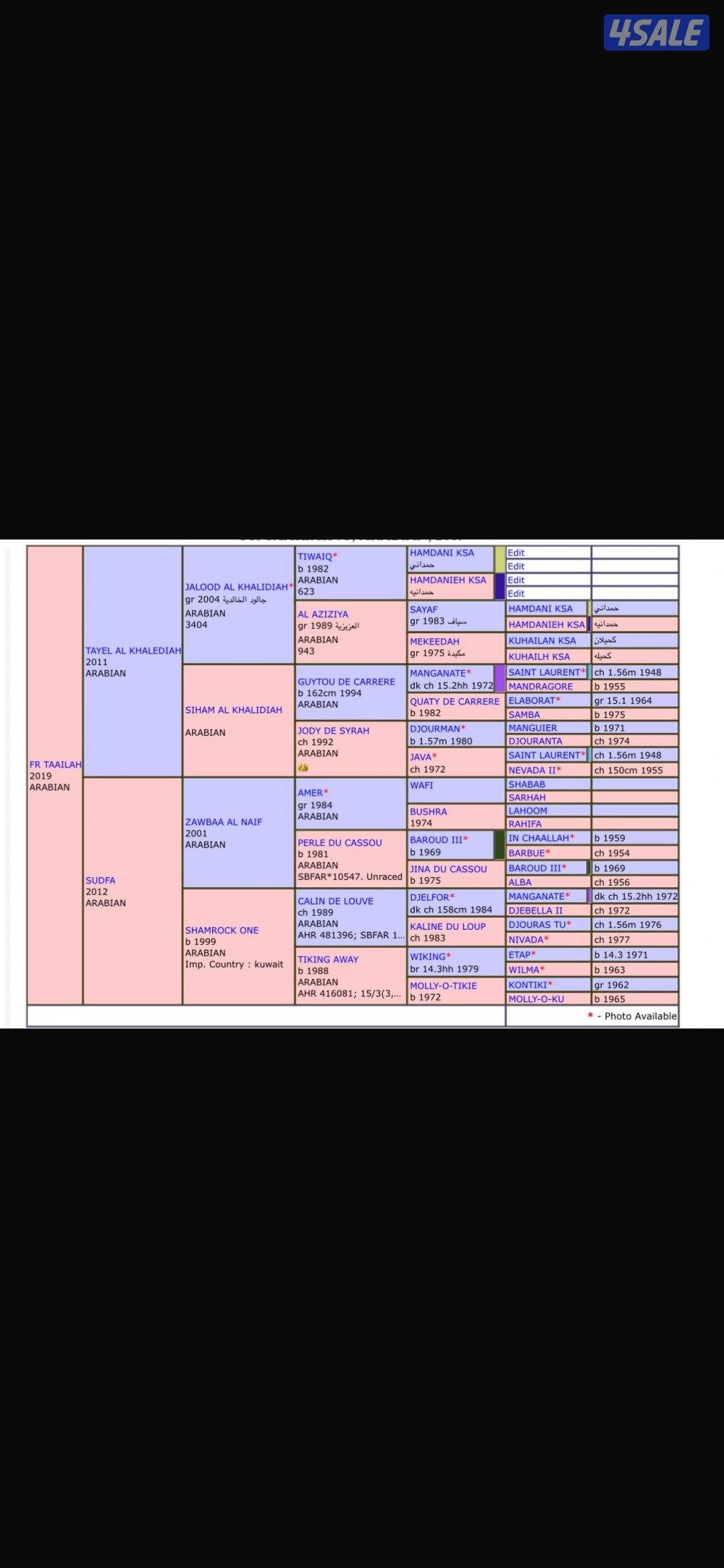 فرس فرنسية2