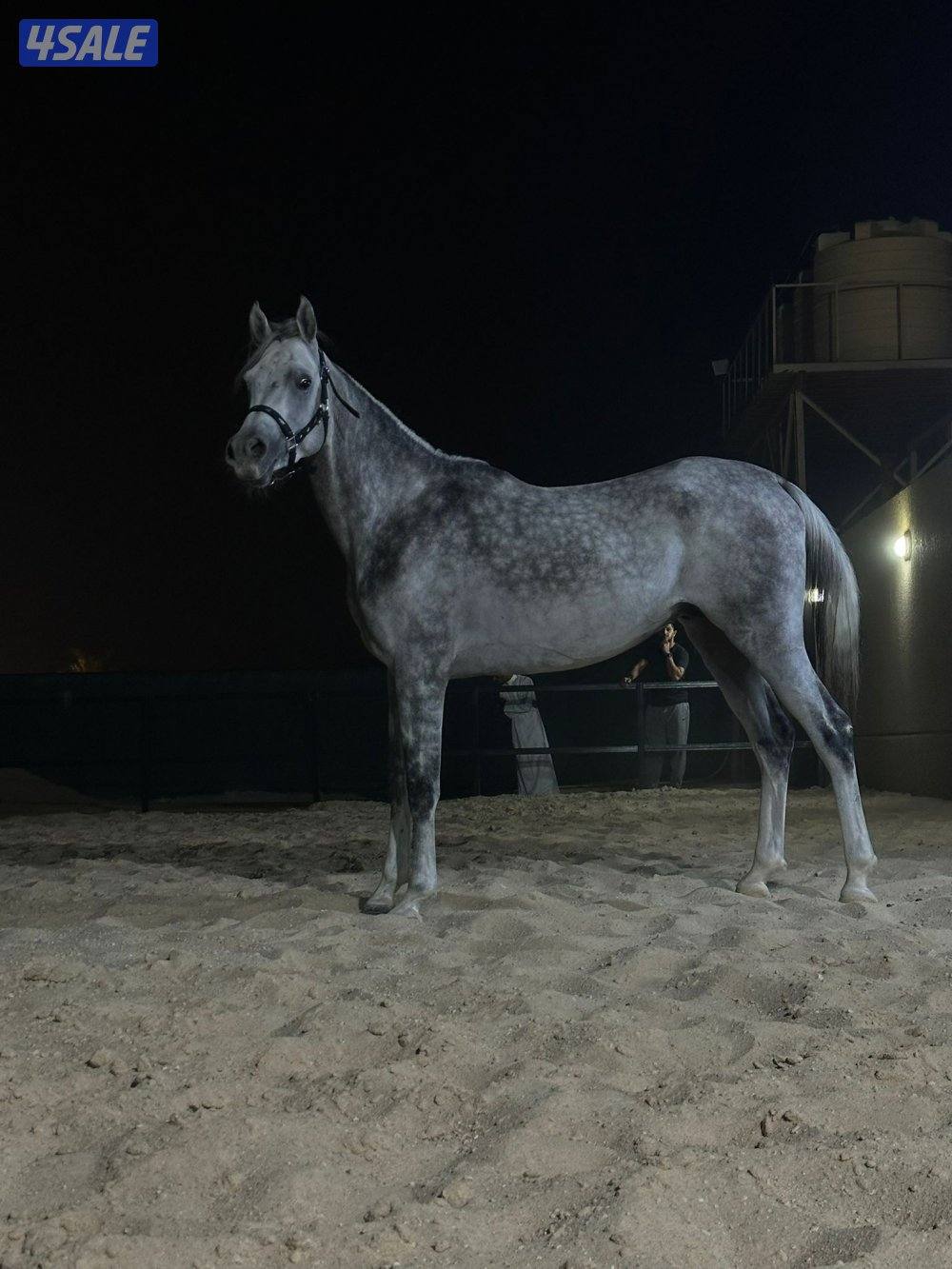 نوع / الحصان بلدي


⬅الأسم /DILHAM ALASFOUR
⬅الأب / S.A MANSOUR
⬅ الأ0