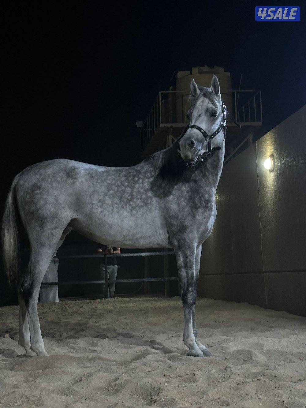 نوع / الحصان بلدي


⬅الأسم /DILHAM ALASFOUR
⬅الأب / S.A MANSOUR
⬅ الأ1