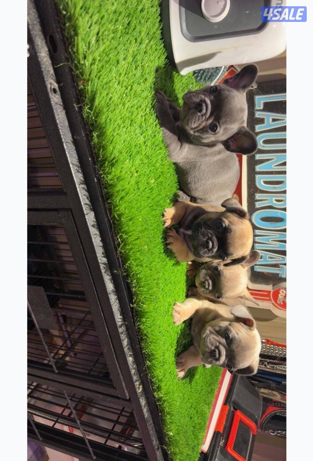 فرنش بولدوق نثايه العمر شهرين0