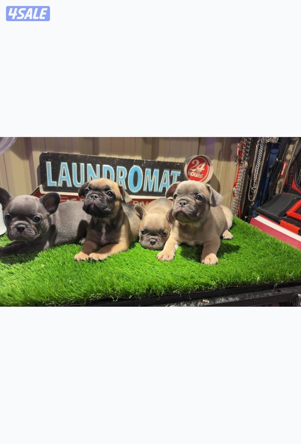 فرنش بولدوق نثايه العمر شهرين1