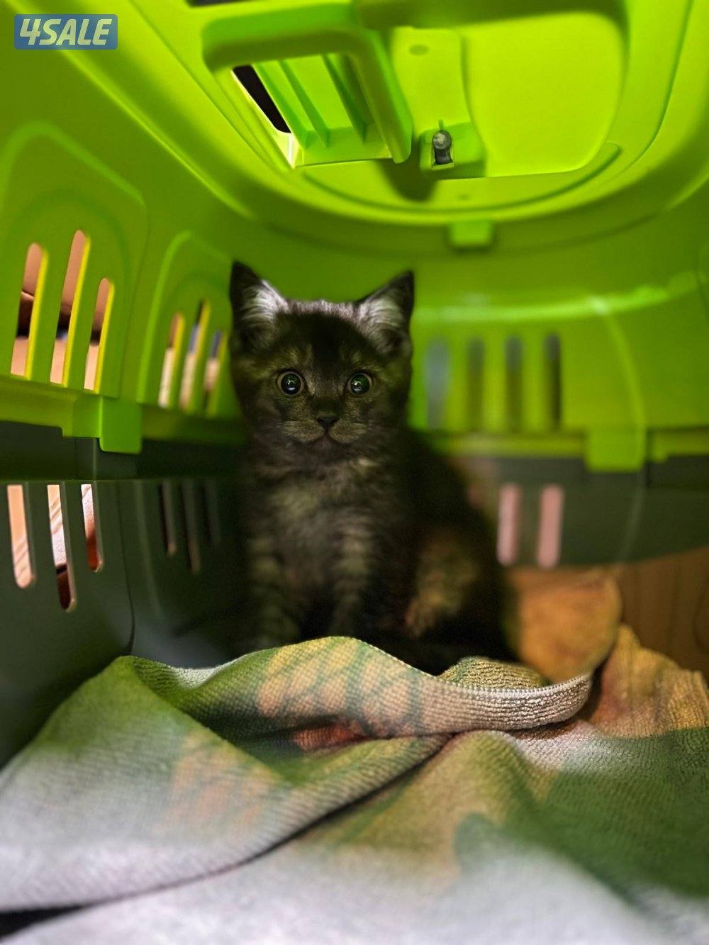 كيتن ٥ اشهر بيور بريتش عدد ٢ انثى (رمادي-اسود) البيع للقطتين0