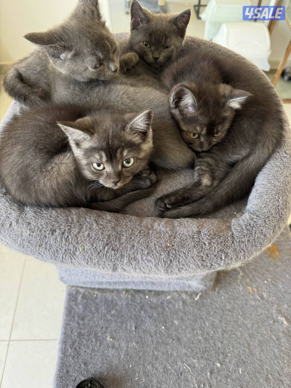 كيتن ٥ اشهر بيور بريتش عدد ٢ انثى (رمادي-اسود) البيع للقطتين1