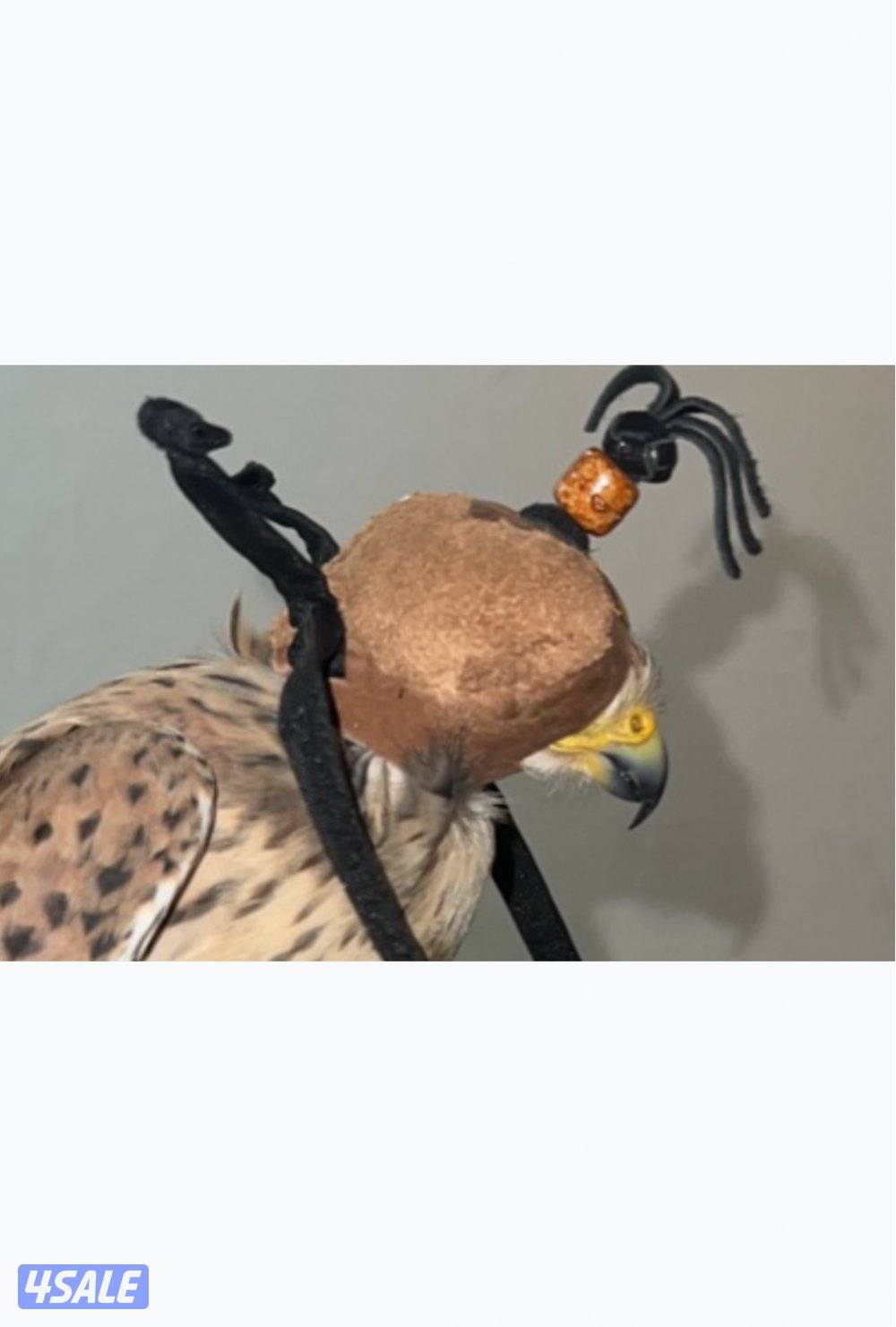 للبيع طير حر صغير0