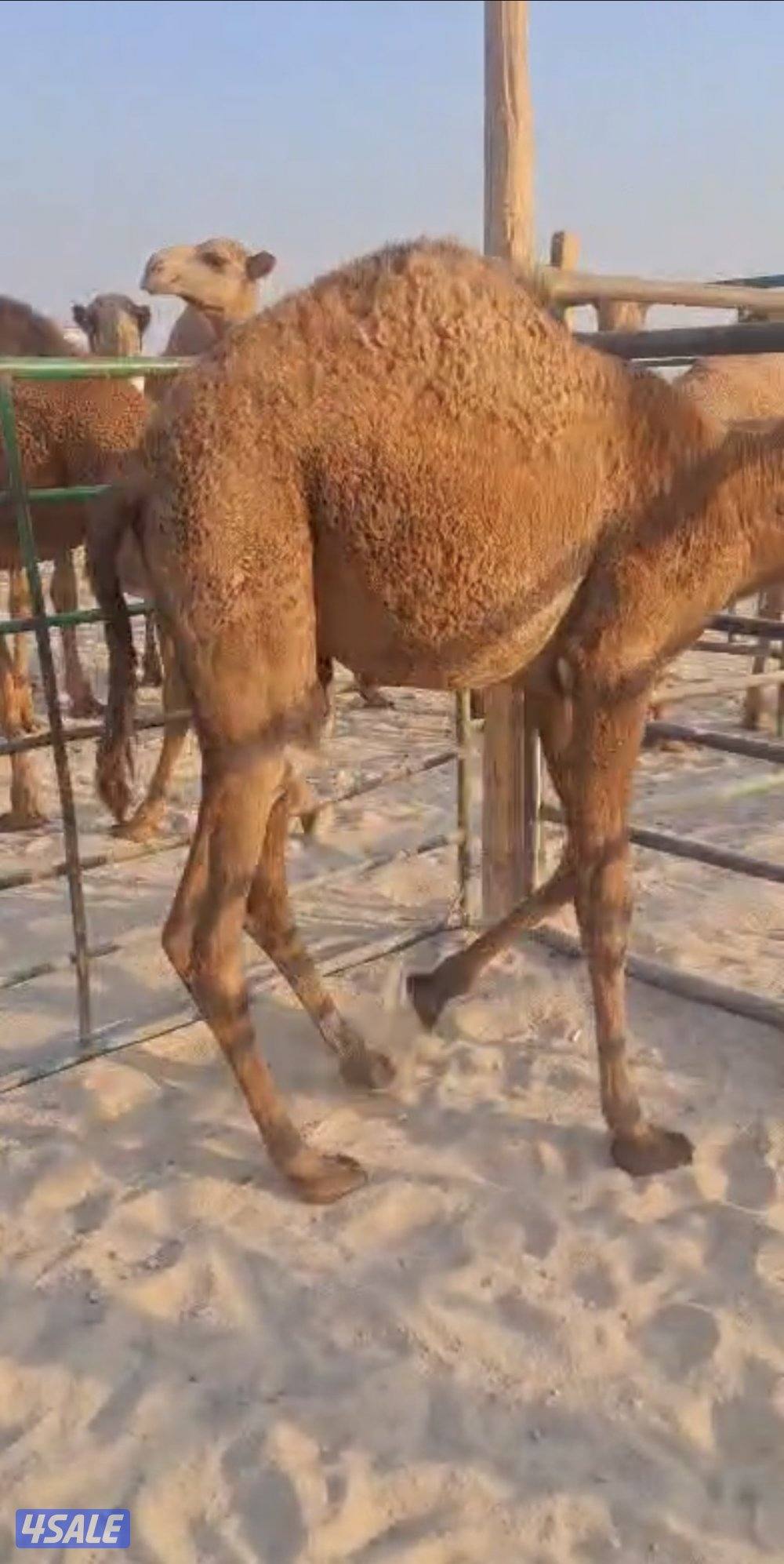 حاشي محلي 330 دينار0