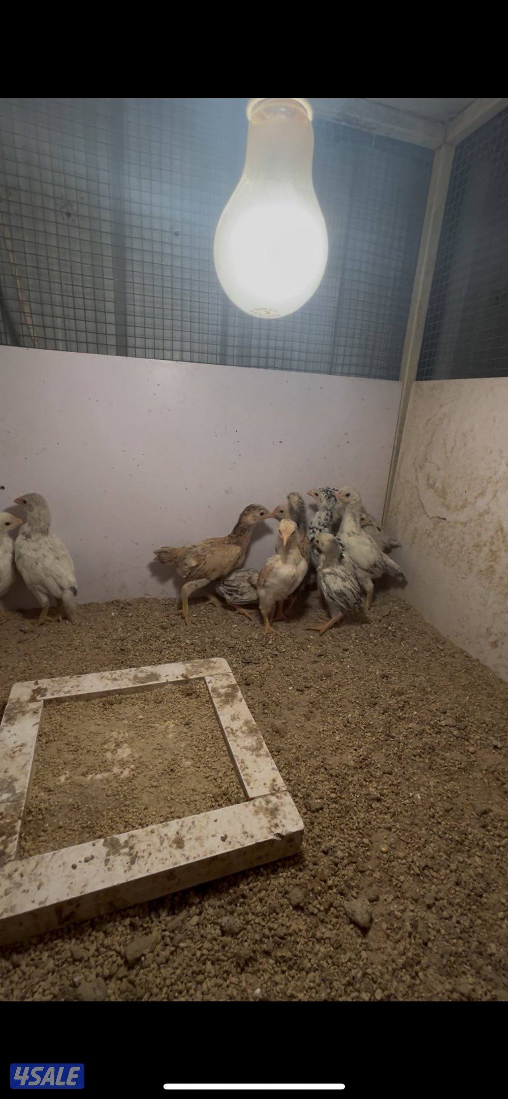 كوشامو مفارخ وكبار0